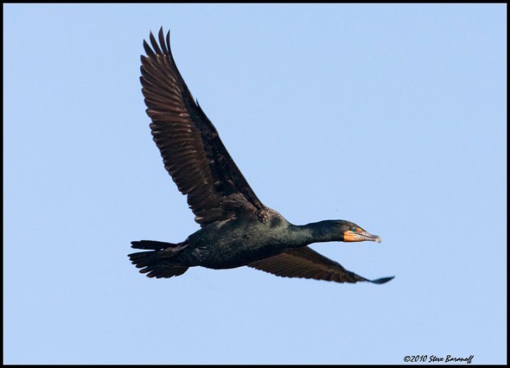 _0SB6737 double-crested cormorant.jpg